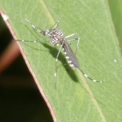 Aedes sp. (genus) at Freshwater Creek, VIC - 28 Dec 2023 by WendyEM