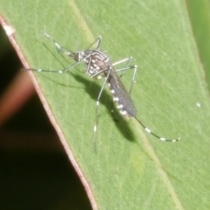 Aedes sp. (genus) at Freshwater Creek, VIC by WendyEM