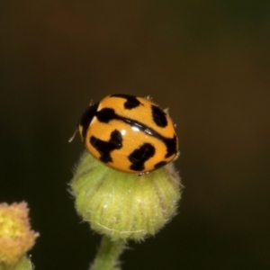 Coccinella transversalis at Hawker, ACT - 27 Mar 2024 10:35 AM