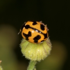 Coccinella transversalis at Hawker, ACT - 27 Mar 2024