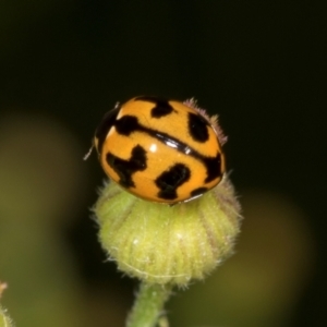 Coccinella transversalis at Hawker, ACT - 27 Mar 2024 10:35 AM