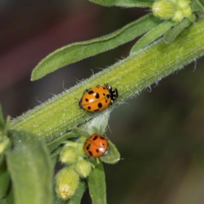 Hippodamia variegata (Spotted Amber Ladybird) at Hawker, ACT - 26 Mar 2024 by AlisonMilton