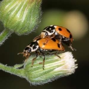 Hippodamia variegata at Hawker, ACT - 27 Mar 2024