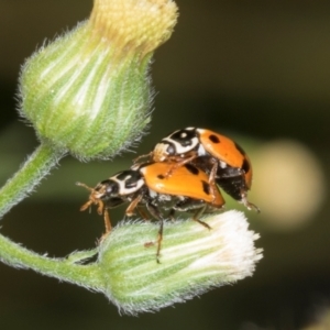 Hippodamia variegata at Hawker, ACT - 27 Mar 2024