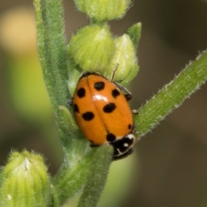 Hippodamia variegata at Hawker, ACT - 27 Mar 2024