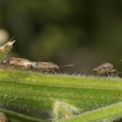 Nysius sp. (genus) (Seed bug) at Hawker, ACT - 26 Mar 2024 by AlisonMilton