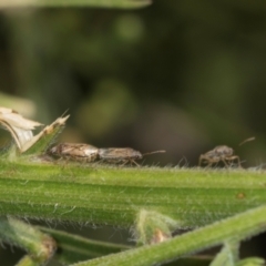 Nysius sp. (genus) at Hawker, ACT - 27 Mar 2024