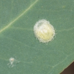 Glycaspis sp. (genus) (Unidentified sugary lerp) at Hawker, ACT - 26 Mar 2024 by AlisonMilton