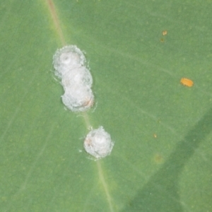 Glycaspis sp. (genus) at Hawker, ACT - 27 Mar 2024