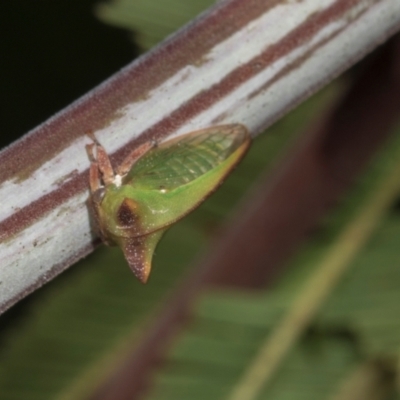 Sextius virescens (Acacia horned treehopper) at Hawker, ACT - 27 Mar 2024 by AlisonMilton