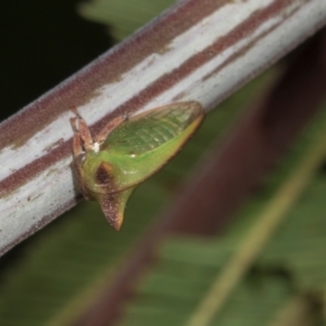Sextius virescens (Acacia horned treehopper) at Hawker, ACT by AlisonMilton