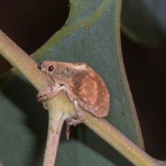 Gonipterus scutellatus (Eucalyptus snout beetle, gum tree weevil) at Hawker, ACT - 27 Mar 2024 by AlisonMilton