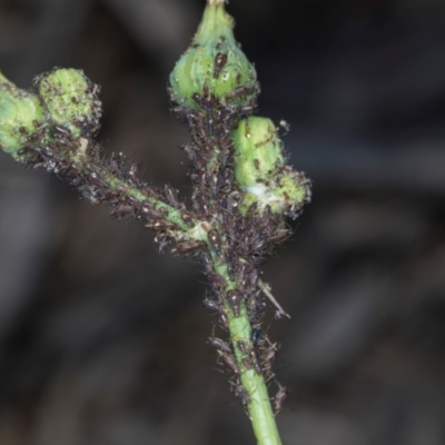 Uroleucon sp. (genus) (an aphid that usually feeds on daisies) at Hawker, ACT - 26 Mar 2024 by AlisonMilton