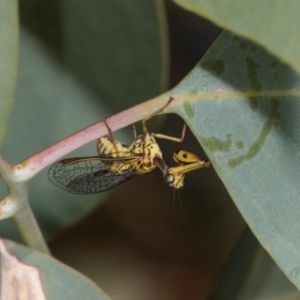 Spaminta minjerribae at Hawker, ACT - 27 Mar 2024