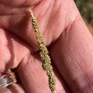 Sporobolus creber (Slender Rat's Tail Grass) at Oakey Hill by GregC