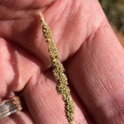 Sporobolus creber (Slender Rat's Tail Grass) at Oakey Hill - 18 Apr 2024 by GregC
