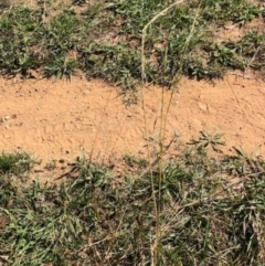Sporobolus creber at Oakey Hill - 18 Apr 2024
