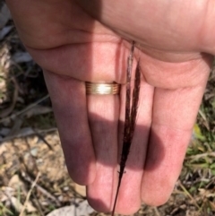 Bothriochloa macra (Red Grass, Red-leg Grass) at Lyons, ACT - 18 Apr 2024 by GregC