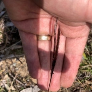 Bothriochloa macra at Oakey Hill - 18 Apr 2024 12:00 PM