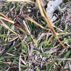 Bothriochloa macra at Oakey Hill - 18 Apr 2024