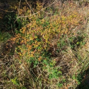 Euphorbia oblongata at Melba, ACT - 25 Apr 2024