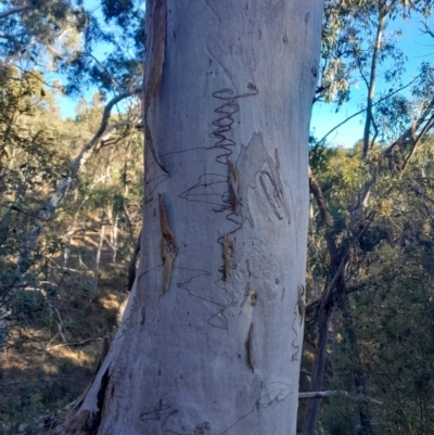 Eucalyptus blakelyi at Yarralumla, ACT - 27 Apr 2024 by Venture