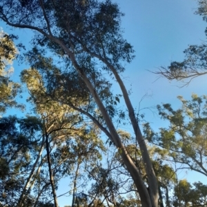 Eucalyptus rossii at Black Mountain - 27 Apr 2024