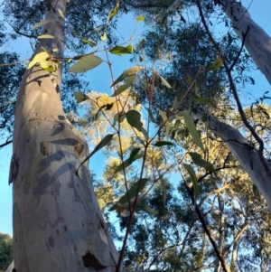 Eucalyptus rossii at Black Mountain - 27 Apr 2024