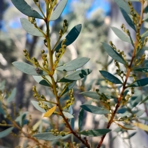 Acacia buxifolia subsp. buxifolia (Box-leaf Wattle) at Black Mountain by Venture