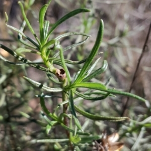 Xerochrysum viscosum at Black Mountain - 27 Apr 2024