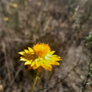 Xerochrysum viscosum at Black Mountain - 27 Apr 2024