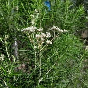 Cassinia longifolia (Shiny Cassinia, Cauliflower Bush) at Point 15 by Venture