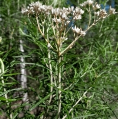 Cassinia longifolia at Point 15 - 27 Apr 2024 01:33 PM