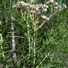 Cassinia longifolia at Point 15 - 27 Apr 2024
