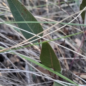 Hardenbergia violacea at Black Mountain - 27 Apr 2024