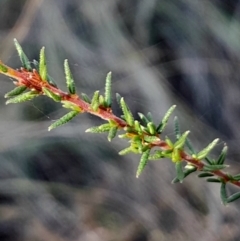 Dillwynia phylicoides (A Parrot-pea) at Yarralumla, ACT - 27 Apr 2024 by Venture