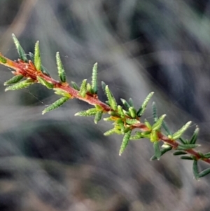 Dillwynia phylicoides at Black Mountain - 27 Apr 2024