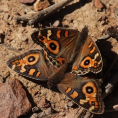 Junonia villida (Meadow Argus) at Gossan Hill - 27 Apr 2024 by melanoxylon