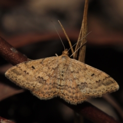 Scopula rubraria (Reddish Wave, Plantain Moth) at Bruce Ridge to Gossan Hill - 27 Apr 2024 by melanoxylon
