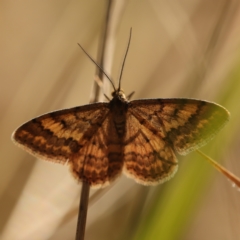 Scopula rubraria at Bruce Ridge to Gossan Hill - 27 Apr 2024 12:23 PM