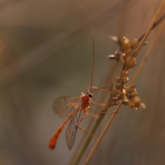 Ichneumonidae (family) (Unidentified ichneumon wasp) at Point 309 - 27 Apr 2024 by melanoxylon