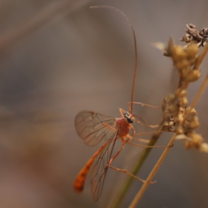 Ichneumonidae (family) at Point 309 - 27 Apr 2024