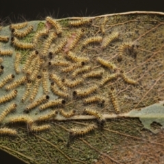 Uraba lugens (Gumleaf Skeletonizer) at Bruce Ridge to Gossan Hill - 27 Apr 2024 by melanoxylon