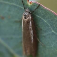 Unidentified Concealer moth (Oecophoridae) at Bruce, ACT - 27 Apr 2024 by melanoxylon