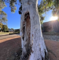 Eucalyptus rossii (Inland Scribbly Gum) at Higgins, ACT - 27 Apr 2024 by Untidy