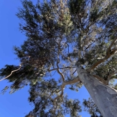 Eucalyptus rossii at Higgins, ACT - 27 Apr 2024