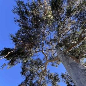 Eucalyptus rossii at Higgins, ACT - 27 Apr 2024