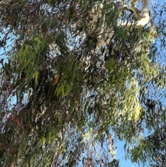 Eucalyptus rossii at Higgins, ACT - 27 Apr 2024