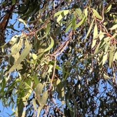 Eucalyptus rossii at Higgins, ACT - 27 Apr 2024