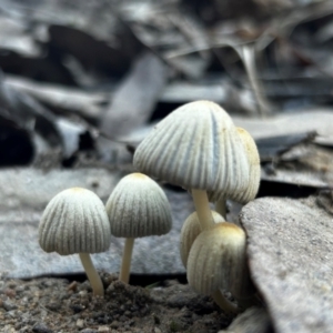 Coprinellus etc. at Namadgi National Park - 27 Apr 2024